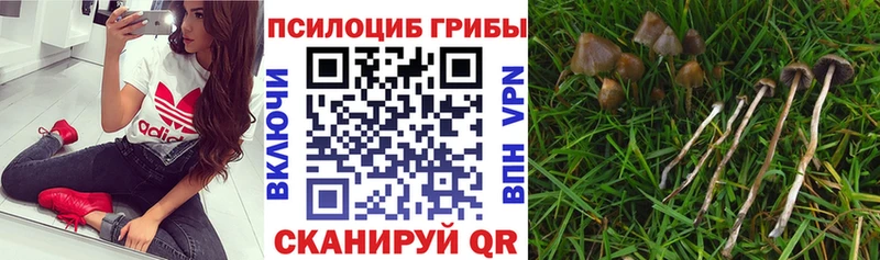 Галлюциногенные грибы мицелий  блэк спрут зеркало  Котово 